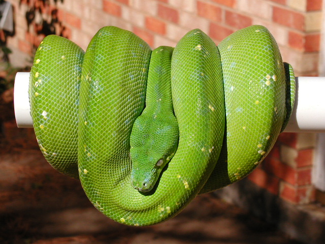 Aru GTP