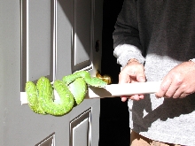 Aru GTP