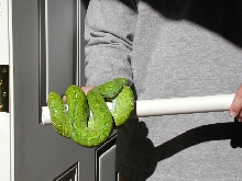 Aru GTP