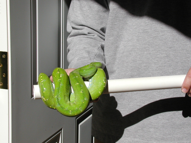Aru GTP