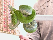 Aru GTP