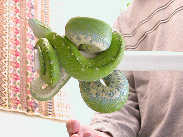 Aru GTP