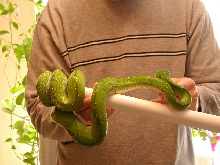 Aru GTP