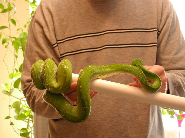 Aru GTP
