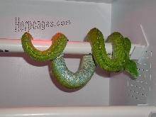 Aru GTP