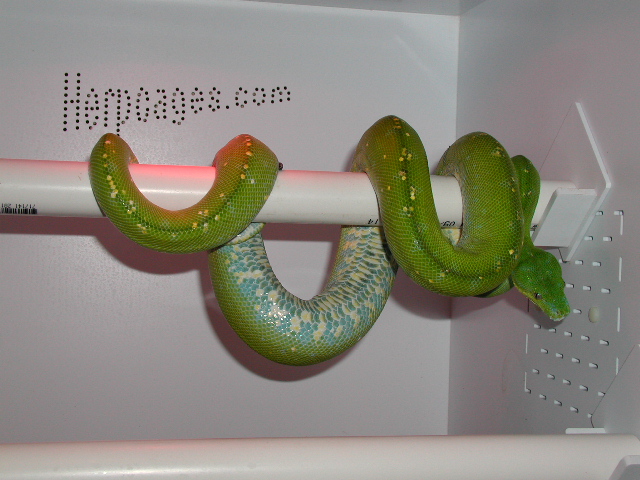 Aru GTP