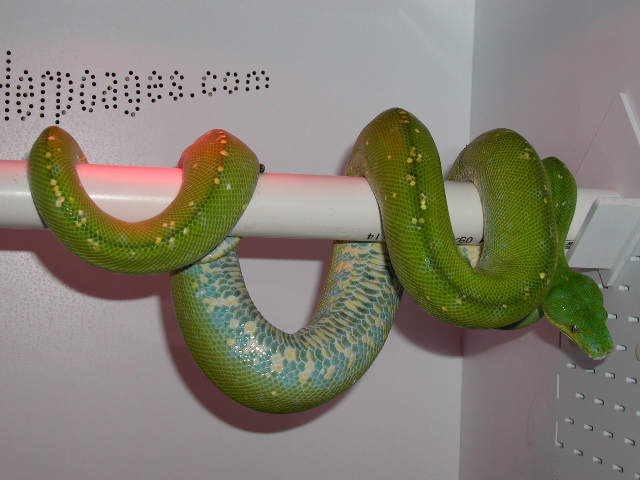 Aru GTP