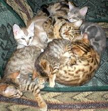 Beautiful TICA registered Bengals