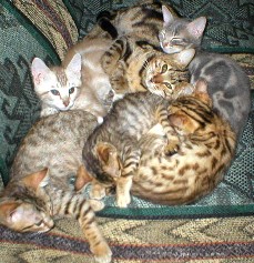 Beautiful TICA registered Bengals