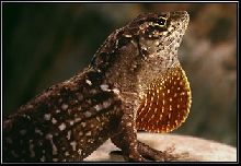 Brown Anole