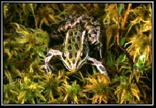 Bog Frog