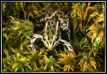 Bog Frog