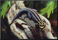 Yellow Headed Day Gecko