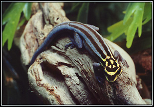 Yellow Headed Day Gecko