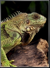 Spike the Green Iguana
