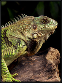 Spike the Green Iguana
