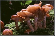 Mushrooms
