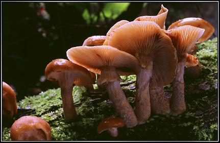 Mushrooms