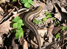 5 lined skink