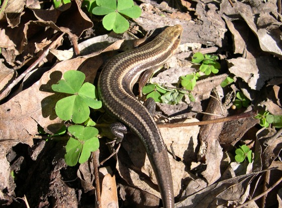 5 lined skink