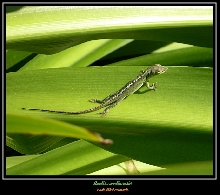 Green anole