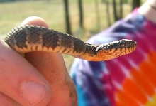 Blotched water snake
