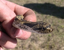 Eastern Hognose
