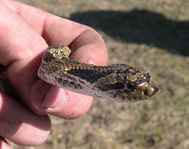 Eastern Hognose