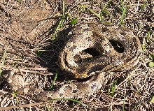 Eastern Hognose