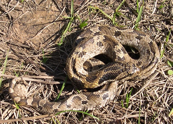 Eastern Hognose