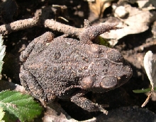 Gulf Coast Toad