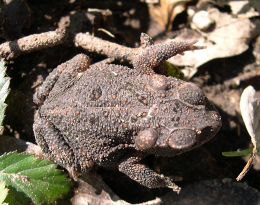 Gulf Coast Toad