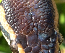 Macro of Ball Python