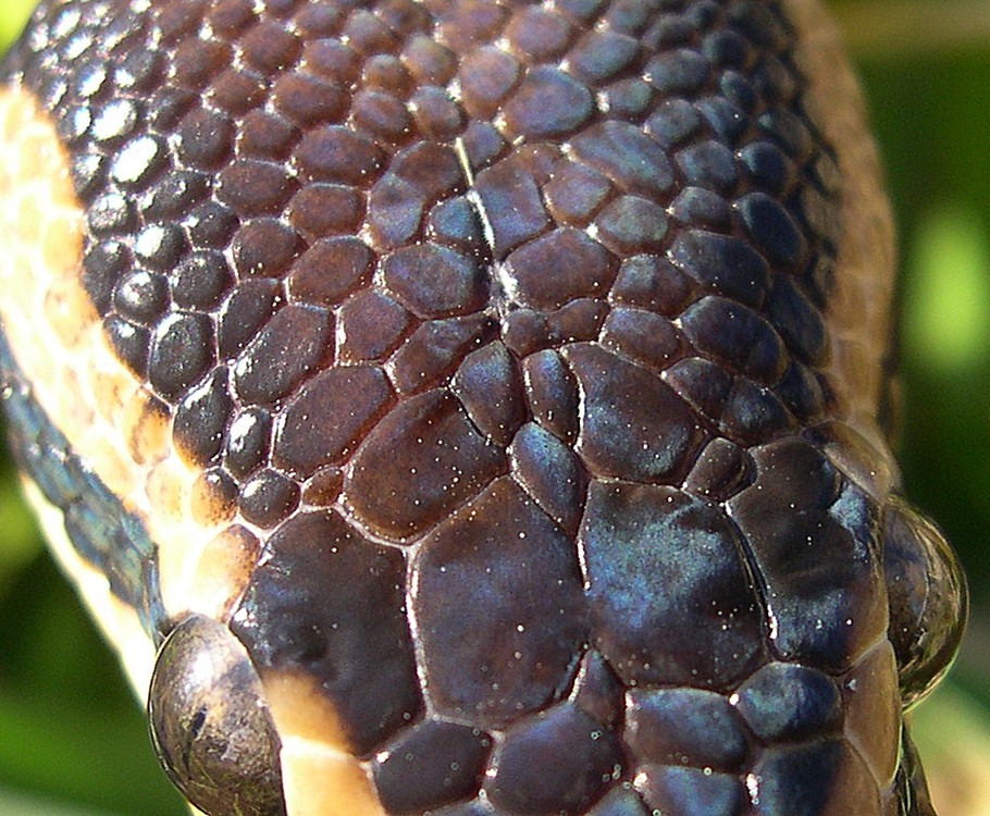 Macro of Ball Python