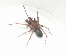 spider