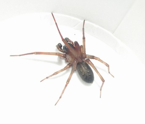 spider