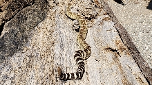June 2019 SW OR Western Rattlesnake