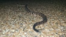 June 2019 SW AR Timber Rattlesnake