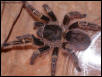 Chaco