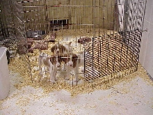 Tango and Siblings