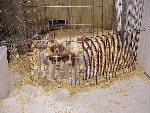Tango and Siblings