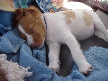 Baby Tango Sleeping