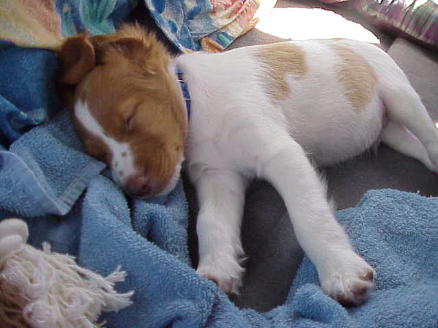 Baby Tango Sleeping