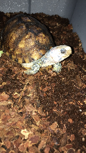 YucatÃ¡n box turtle