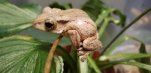 borneo eared