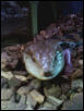 Blue Tongue 1