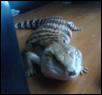 Blue Tongue 2