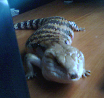 Blue Tongue 2