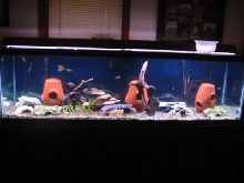 125 gallon tank