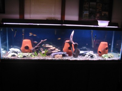 125 gallon tank